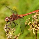 Große Heidelibelle – Sympetrum striolatum / Männchen