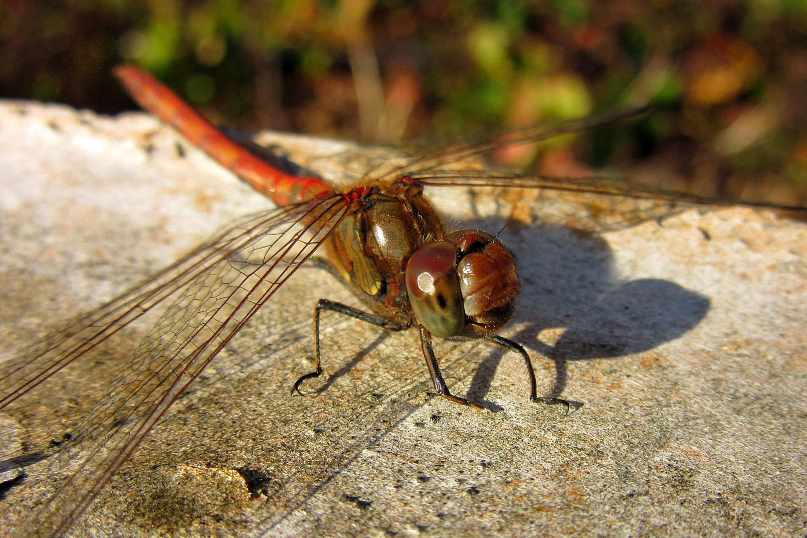 Große Heidelibelle (Sympetrum striolatum), Männchen