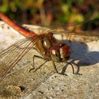 Große Heidelibelle (Sympetrum striolatum), Männchen