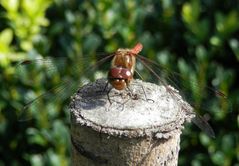Große Heidelibelle (Sympetrum striolatum) - Männchen