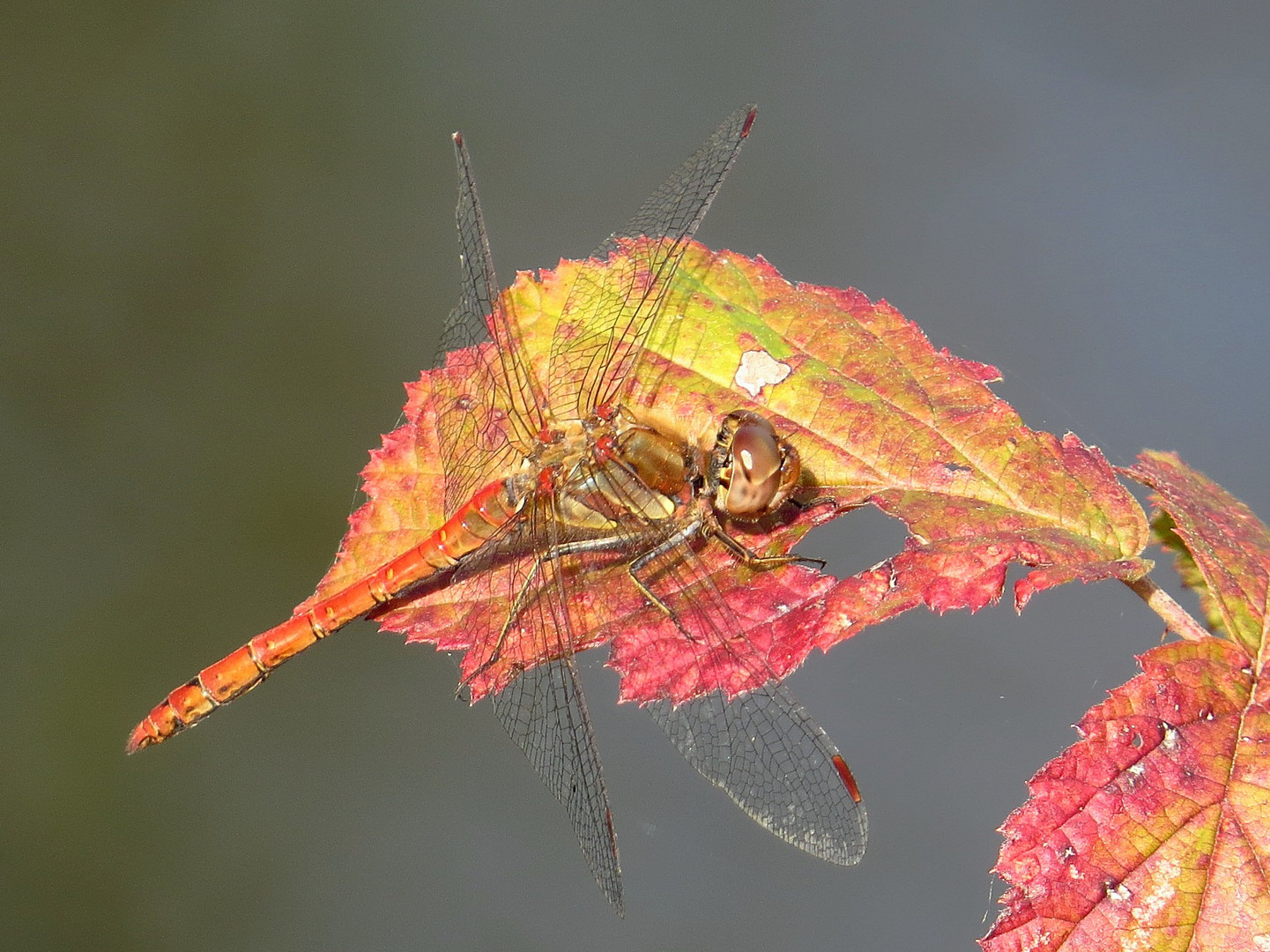 Große Heidelibelle (Sympetrum striolatum), Männchen