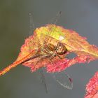 Große Heidelibelle (Sympetrum striolatum), Männchen