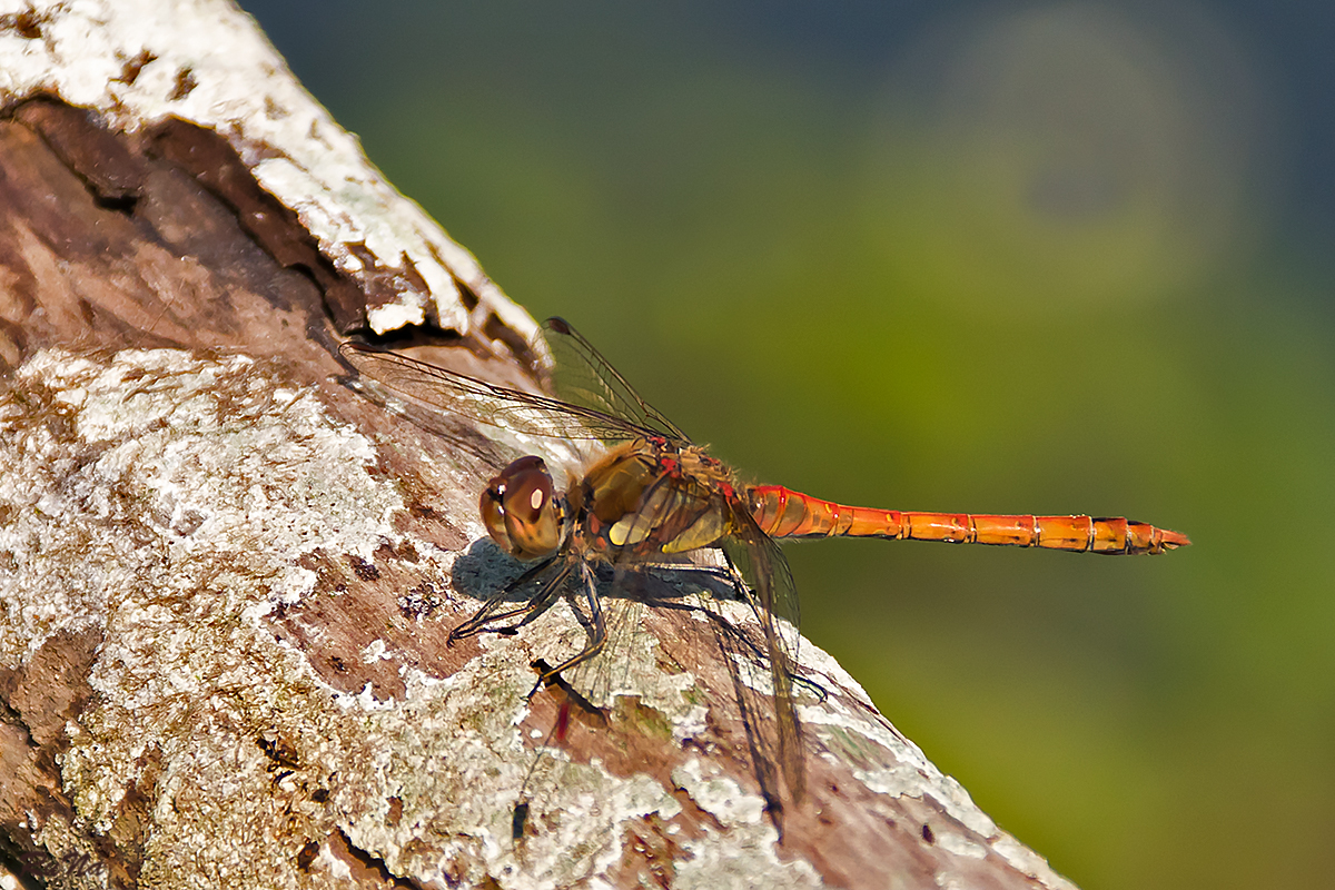 Grosse-Heidelibelle - Sympetrum striolatum - männlich