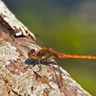 Grosse-Heidelibelle - Sympetrum striolatum - männlich