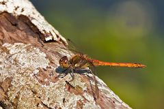 Grosse-Heidelibelle - Sympetrum striolatum - männlich