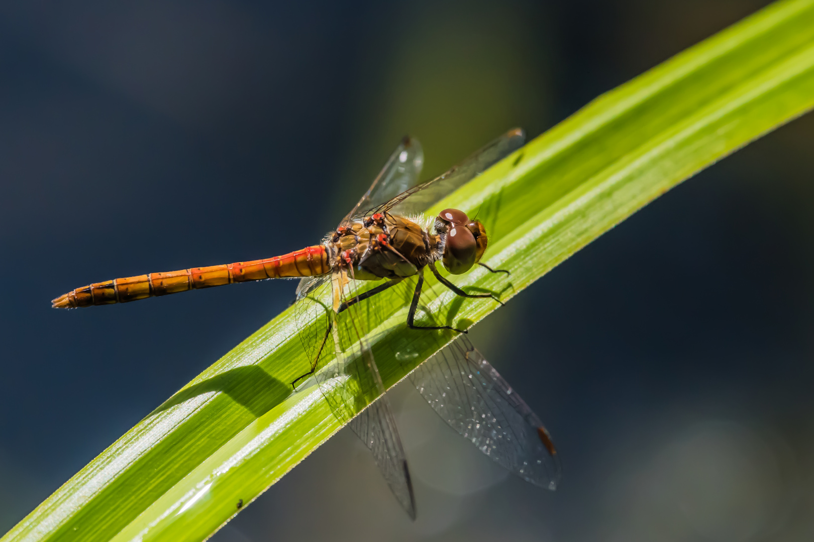 Große Heidelibelle (Sympetrum striolatum), männlich