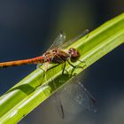 Große Heidelibelle (Sympetrum striolatum), männlich