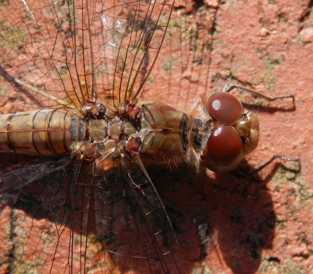 Große Heidelibelle (Sympetrum striolatum) - Makro von Kopf und Rücken