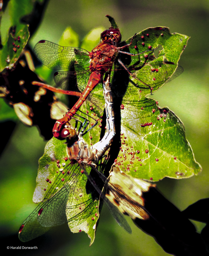 Große  Heidelibelle (Sympetrum striolatum) Paarung