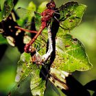 Große  Heidelibelle (Sympetrum striolatum) Paarung