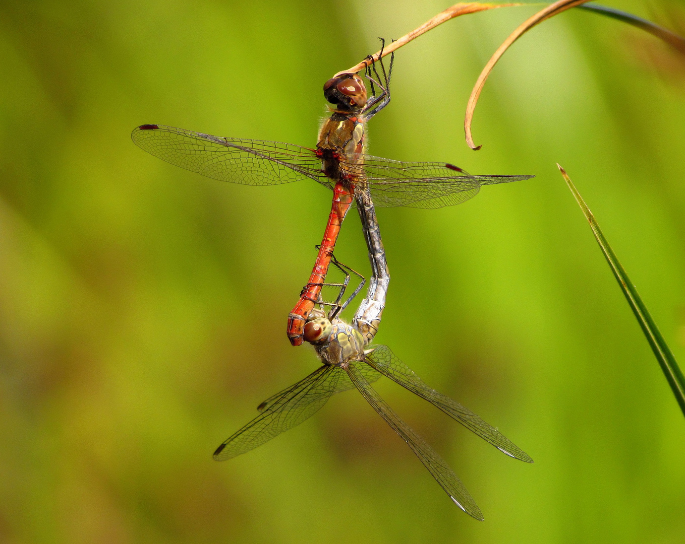 Große Heidelibelle (Sympetrum striolatum), Paarungsrad