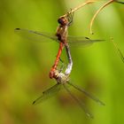 Große Heidelibelle (Sympetrum striolatum), Paarungsrad