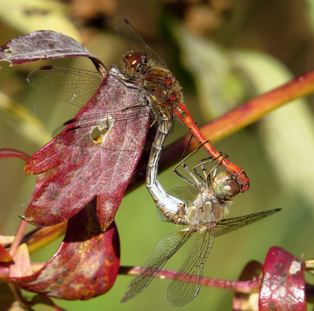 Große Heidelibelle (Sympetrum striolatum), Paarungsrad