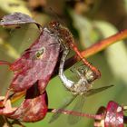 Große Heidelibelle (Sympetrum striolatum), Paarungsrad