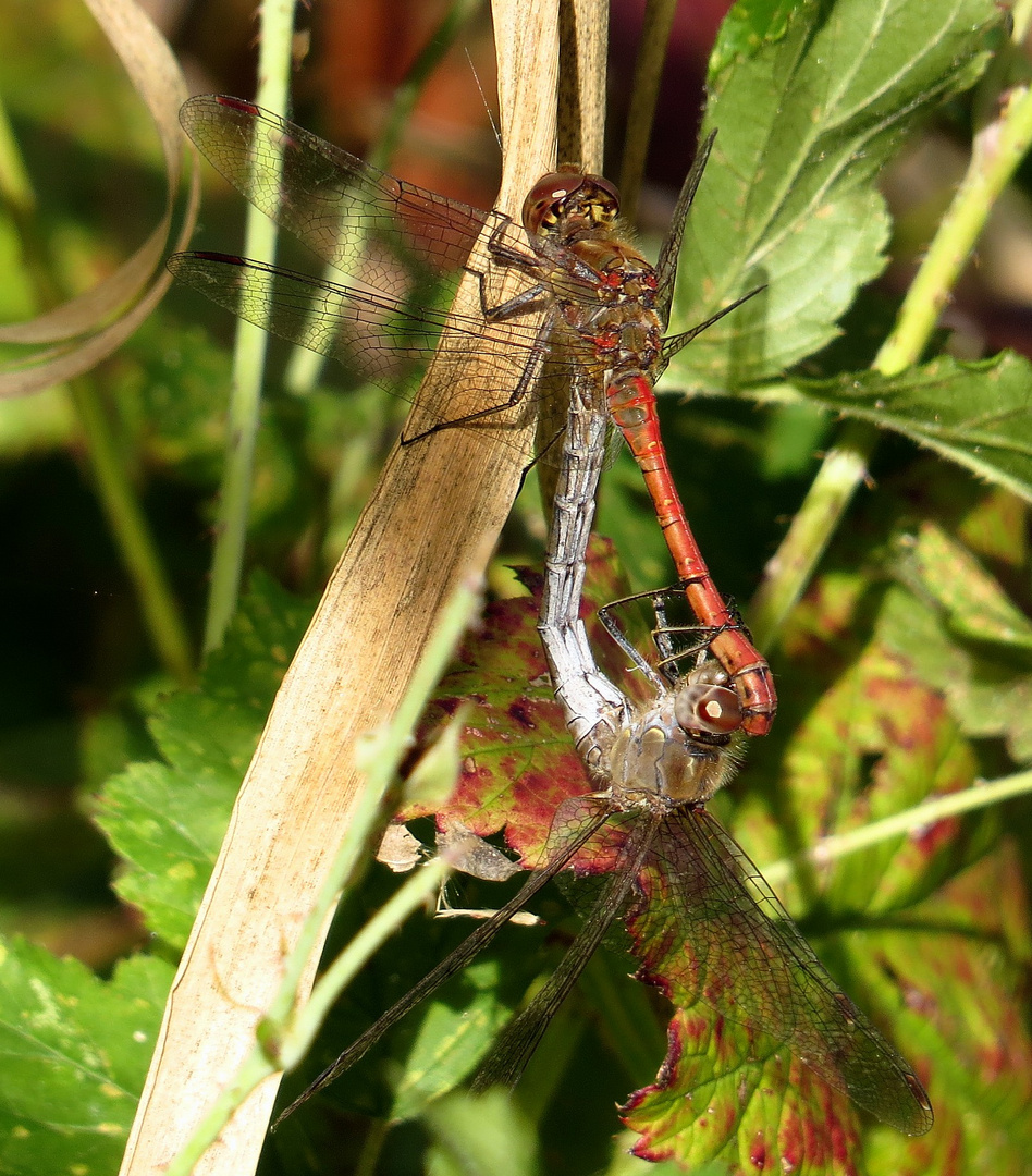 Große Heidelibelle (Sympetrum striolatum), Paarungsrad