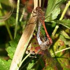 Große Heidelibelle (Sympetrum striolatum), Paarungsrad