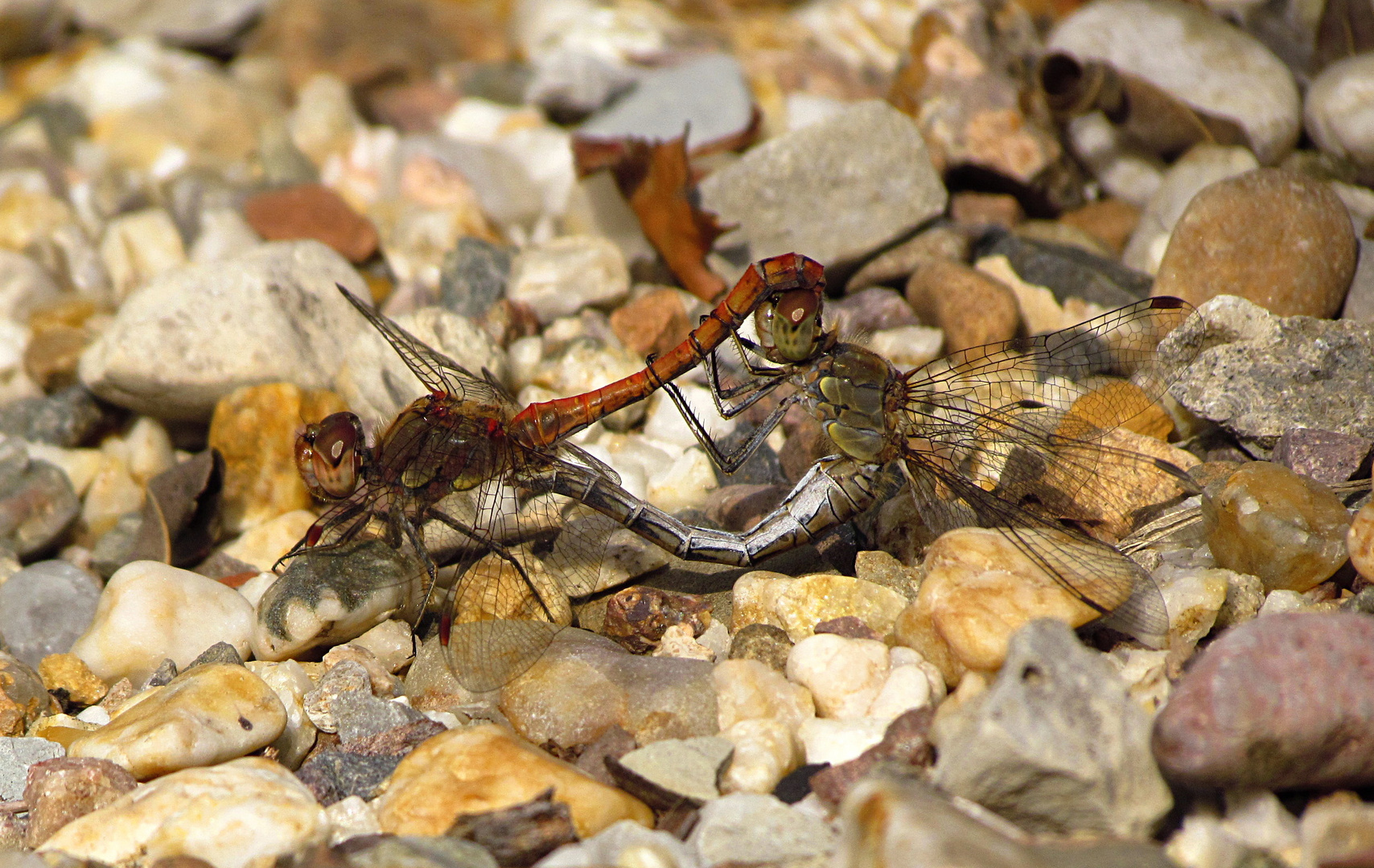 Große Heidelibelle (Sympetrum striolatum), Paarungsrad