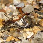 Große Heidelibelle (Sympetrum striolatum), Paarungsrad