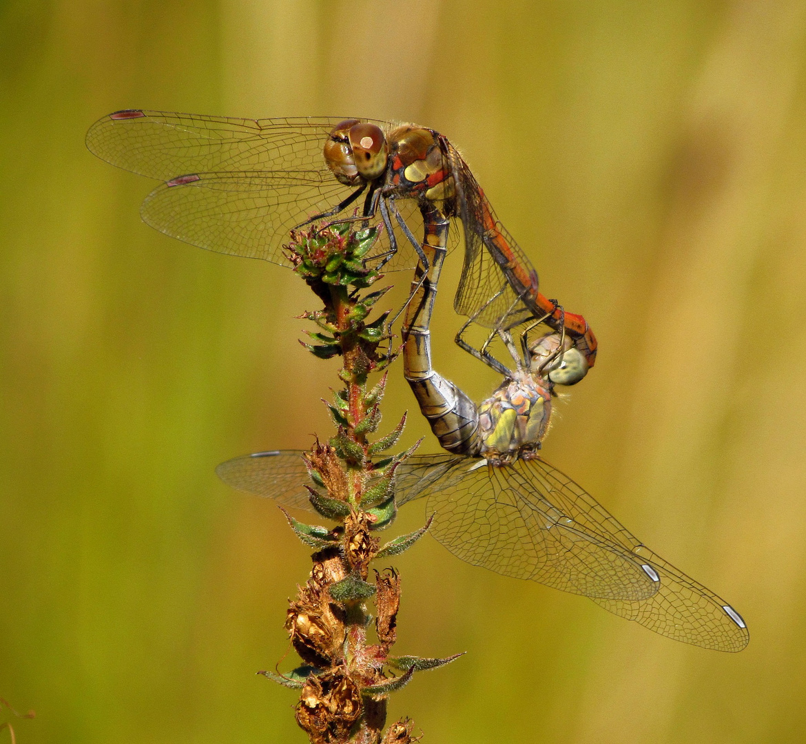 Große Heidelibelle (Sympetrum striolatum), Paarungsrad