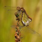 Große Heidelibelle (Sympetrum striolatum), Paarungsrad