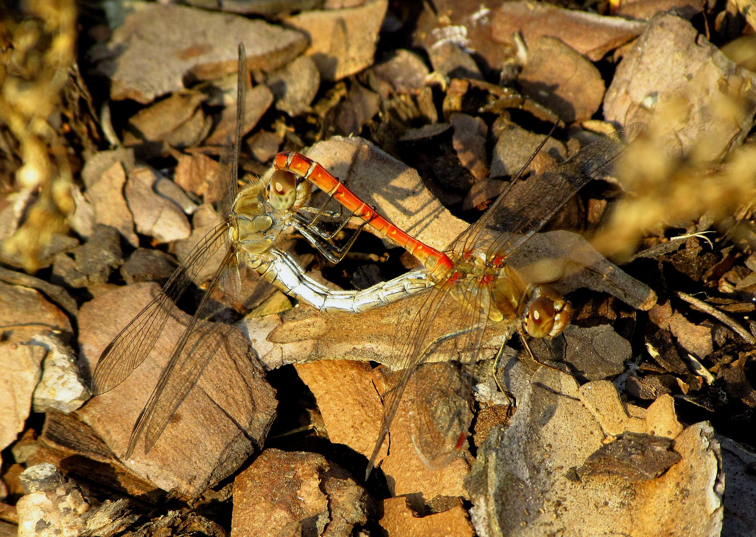 Große Heidelibelle (Sympetrum striolatum), Paarungsrad