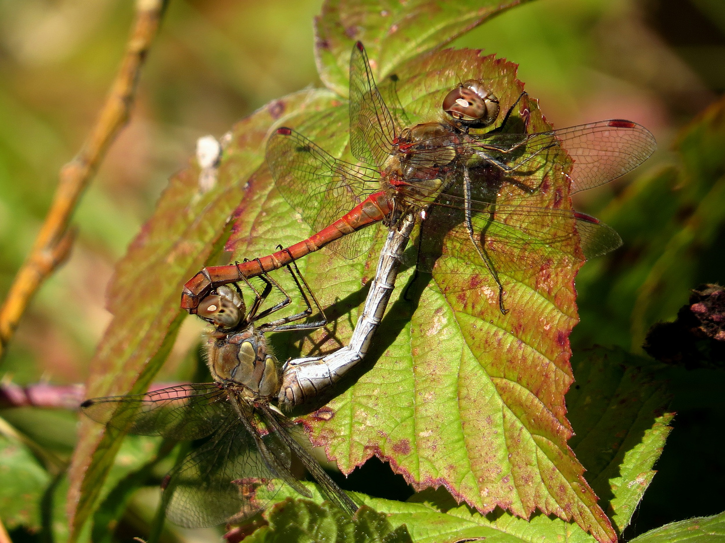 Große Heidelibelle (Sympetrum striolatum), Paarungsrad