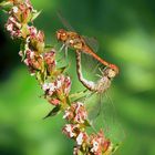 Große Heidelibelle (Sympetrum striolatum), Paarungsrad