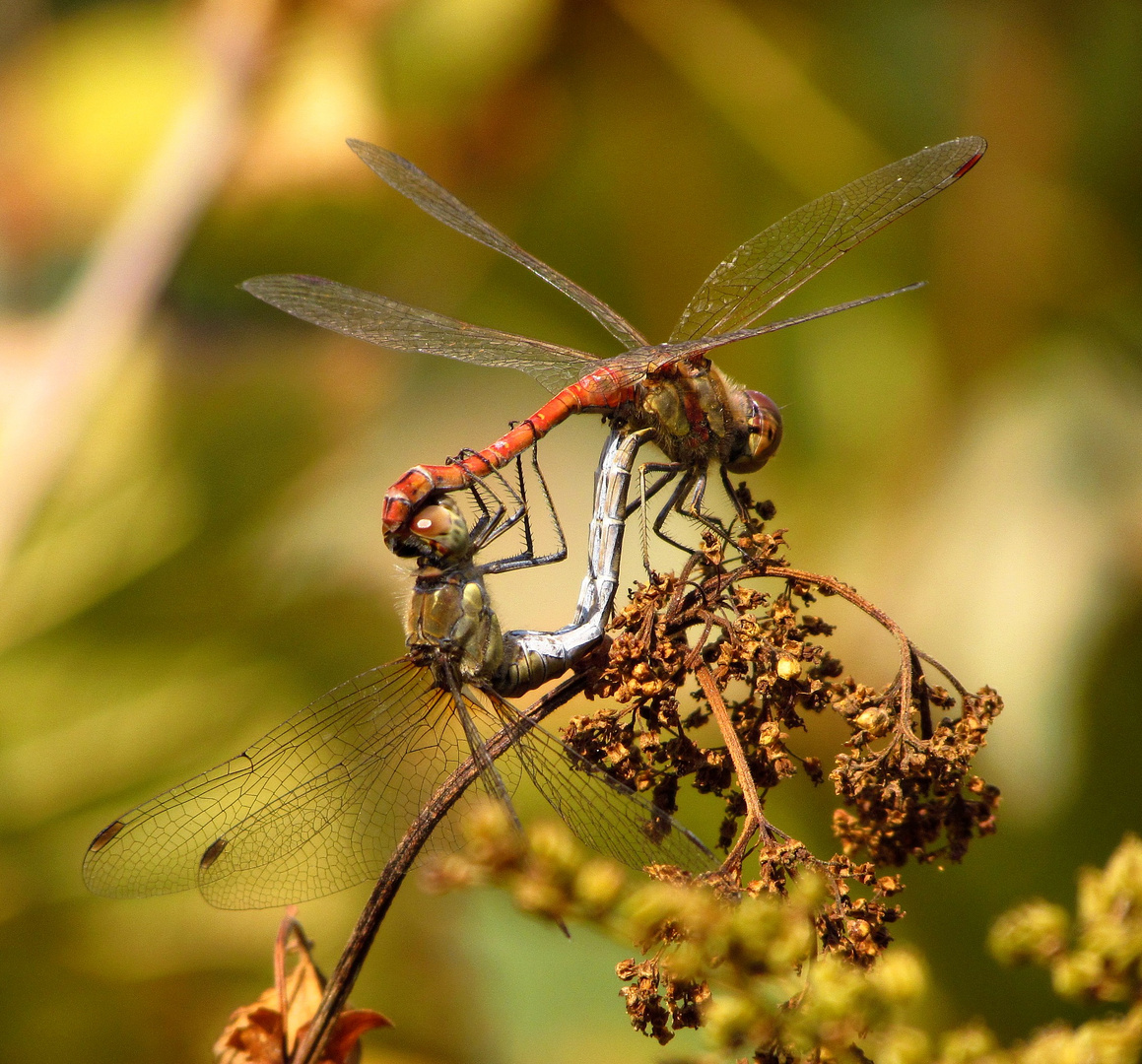 Große Heidelibelle (Sympetrum striolatum), Paarungsrad