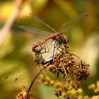 Große Heidelibelle (Sympetrum striolatum), Paarungsrad