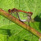 Große Heidelibelle (Sympetrum striolatum), Paarungsrad