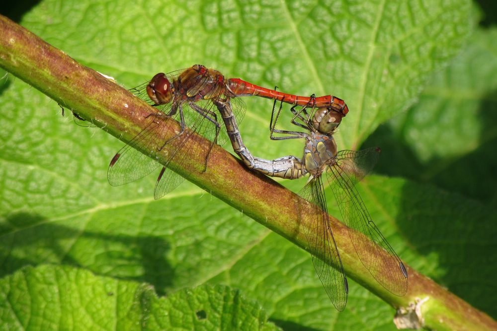 Große Heidelibelle (Sympetrum striolatum), Paarungsrad