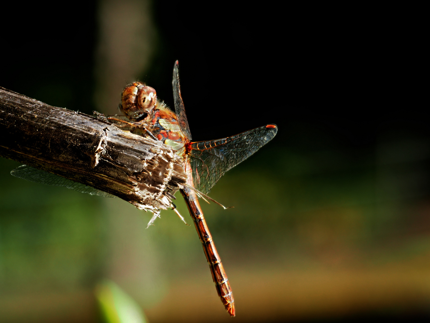 Große Heidelibelle (Sympetrum striolatum) (sagt Marc)