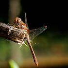 Große Heidelibelle (Sympetrum striolatum) (sagt Marc)