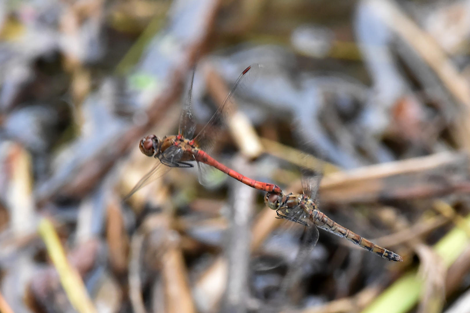 Große Heidelibelle (Sympetrum striolatum) Tandemflug