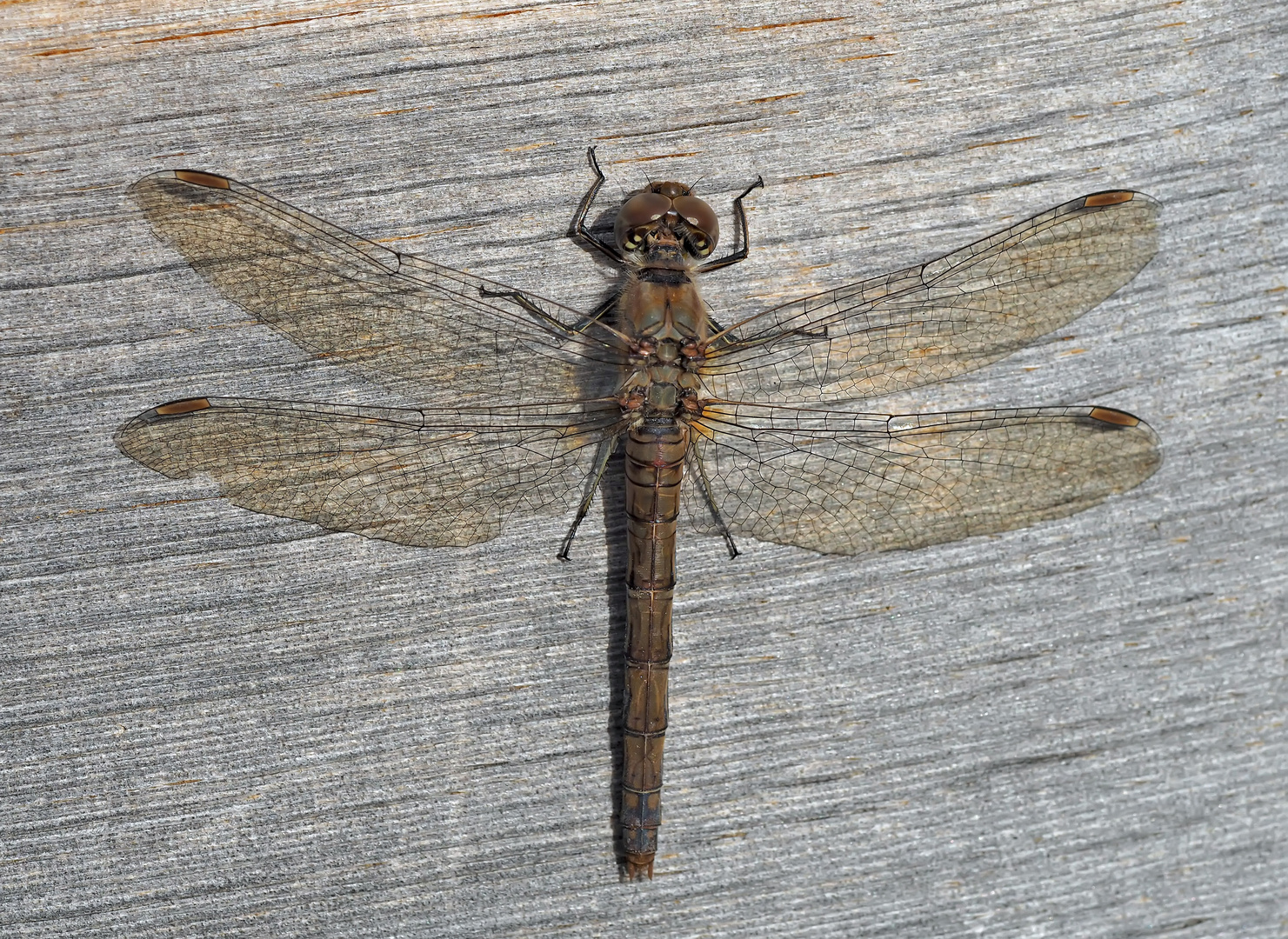 Grosse Heidelibelle (Sympetrum striolatum) - Un moment fascinant avec une libellule!