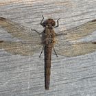 Grosse Heidelibelle (Sympetrum striolatum) - Un moment fascinant avec une libellule!