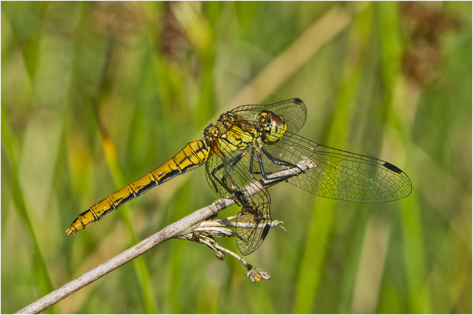 Große Heidelibelle (Sympetrum striolatum) w . . .