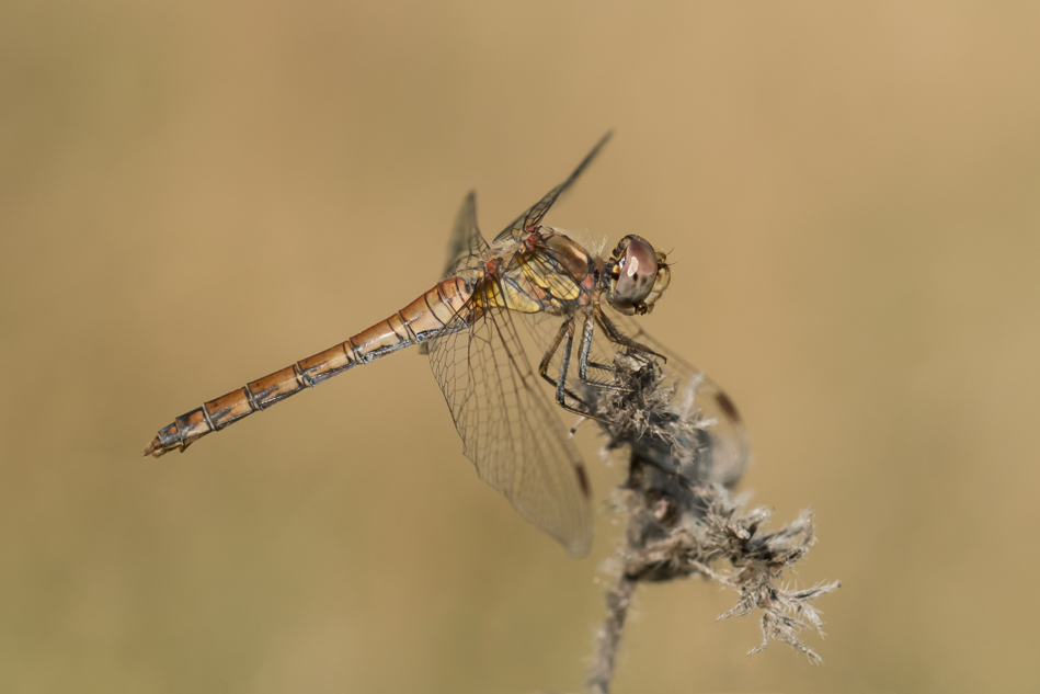 Große Heidelibelle (Sympetrum striolatum), Weibchen