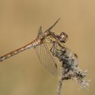 Große Heidelibelle (Sympetrum striolatum), Weibchen