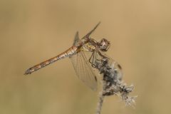 Große Heidelibelle (Sympetrum striolatum), Weibchen