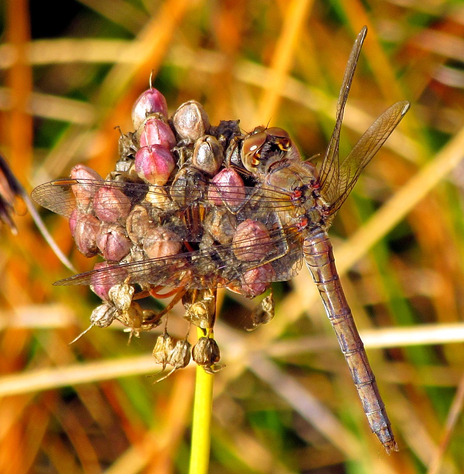 Große Heidelibelle (Sympetrum striolatum), Weibchen