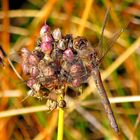 Große Heidelibelle (Sympetrum striolatum), Weibchen