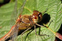 Große Heidelibelle (Sympetrum striolatum), Weibchen