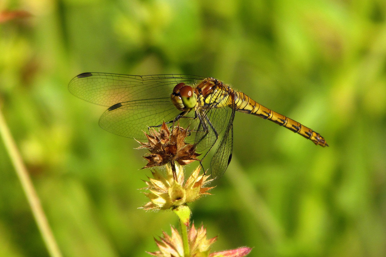 Große Heidelibelle (Sympetrum striolatum), Weibchen