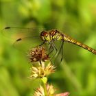 Große Heidelibelle (Sympetrum striolatum), Weibchen