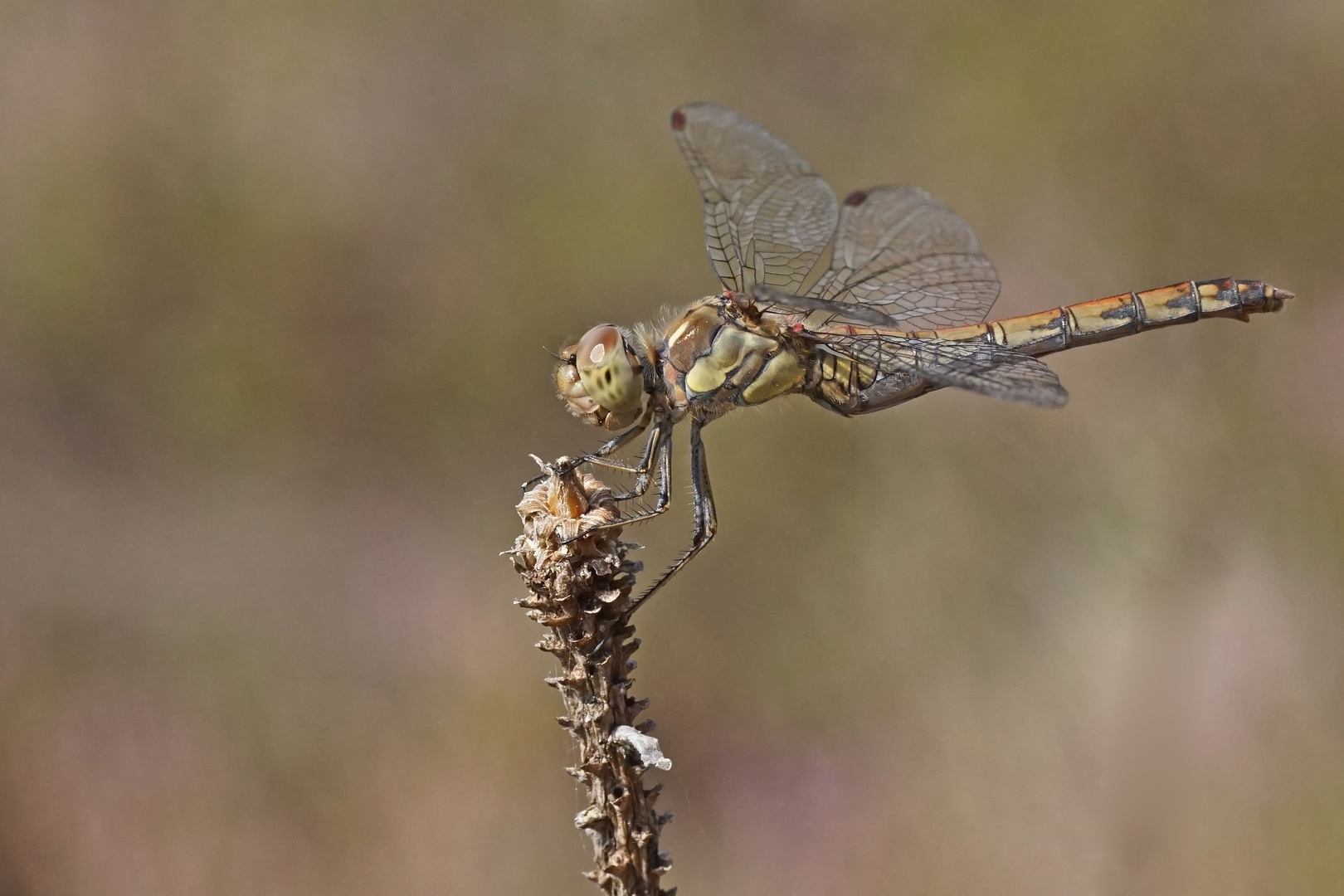 Große Heidelibelle (Sympetrum striolatum), Weibchen