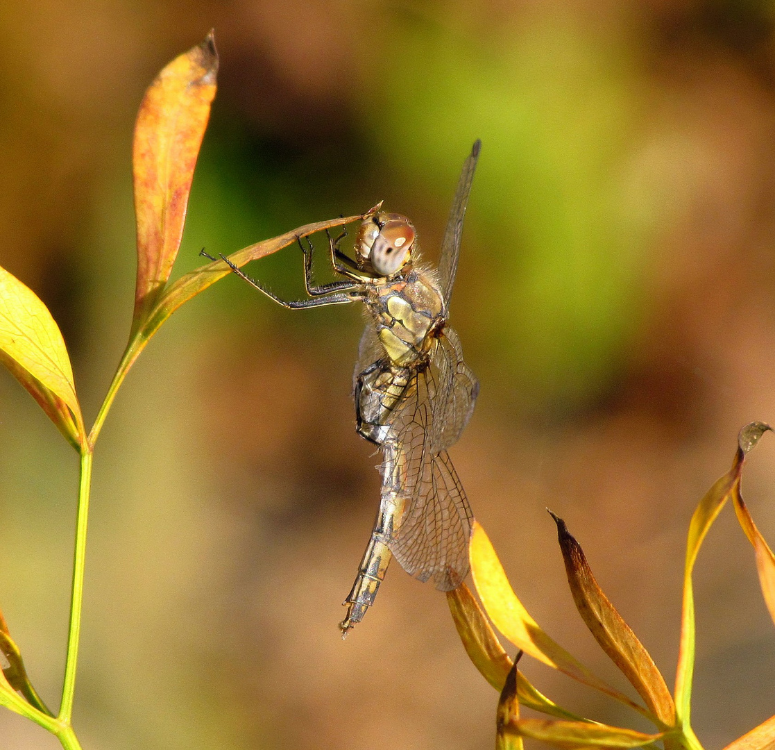 Große Heidelibelle (Sympetrum striolatum), Weibchen