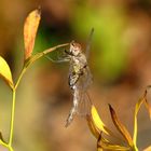 Große Heidelibelle (Sympetrum striolatum), Weibchen