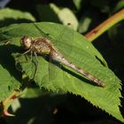 Große Heidelibelle (Sympetrum striolatum) - Weibchen