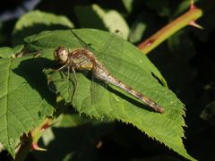 Große Heidelibelle (Sympetrum striolatum) - Weibchen